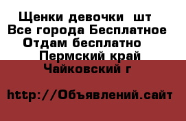 Щенки девочки 4шт - Все города Бесплатное » Отдам бесплатно   . Пермский край,Чайковский г.